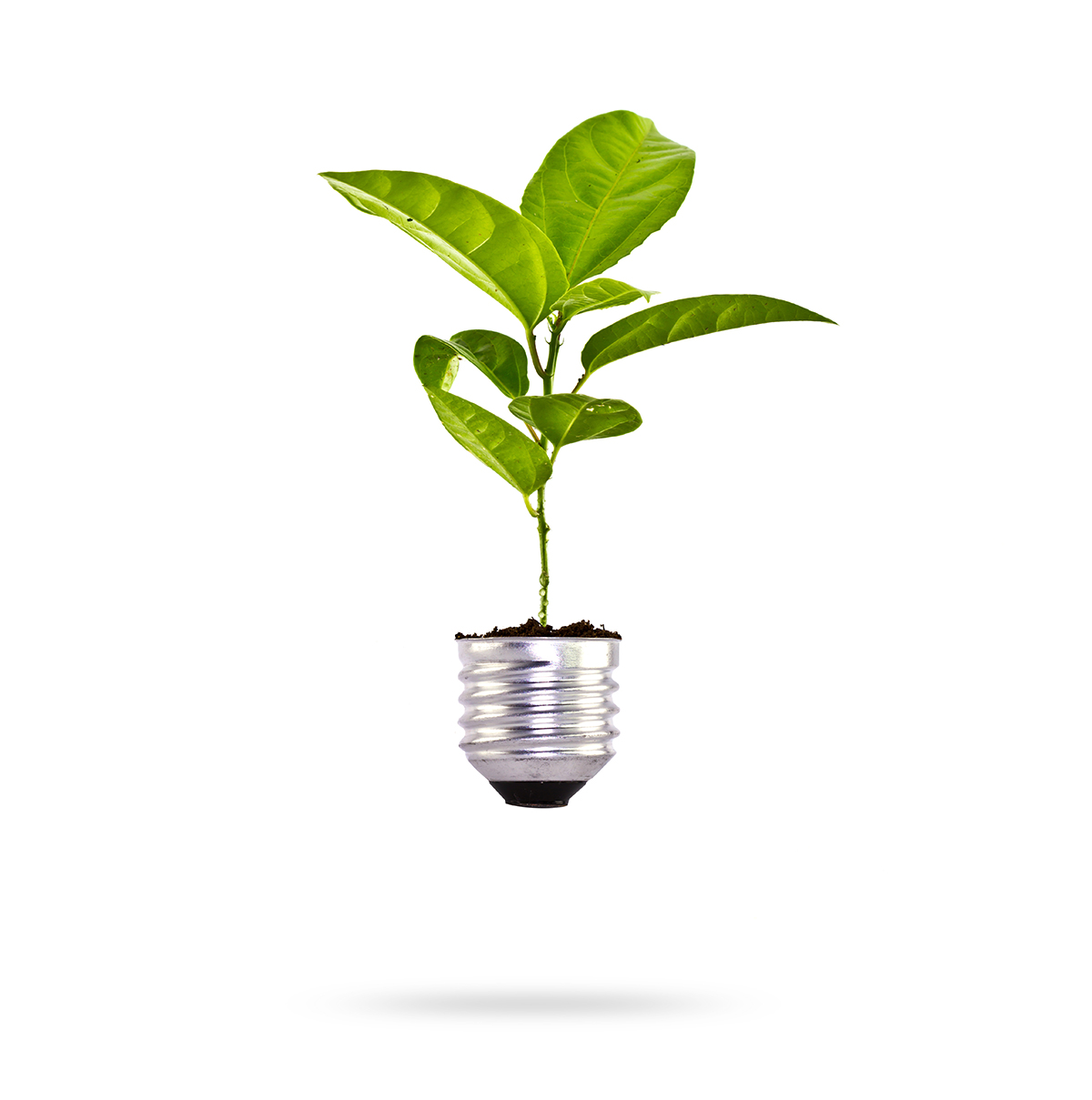 Eco concept: green tree growing out of a bulb. Eco concept: green tree growing out of a bulb.